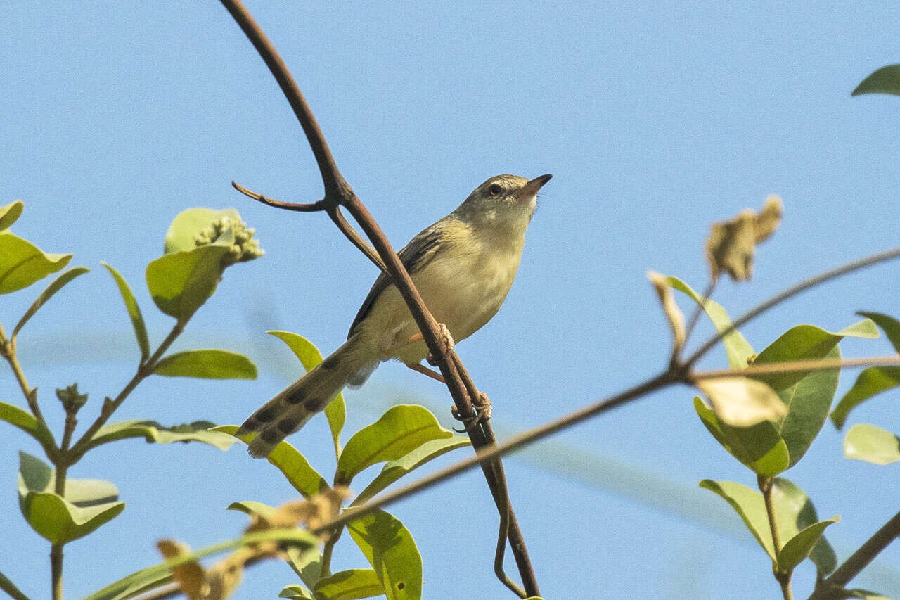 Image of Tawny-flanked Prinia