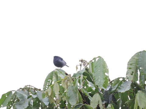 Image of Chestnut-vented Conebill