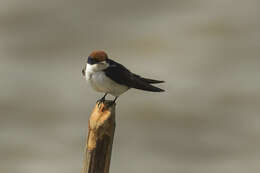 Hirundo smithii Leach 1818 resmi