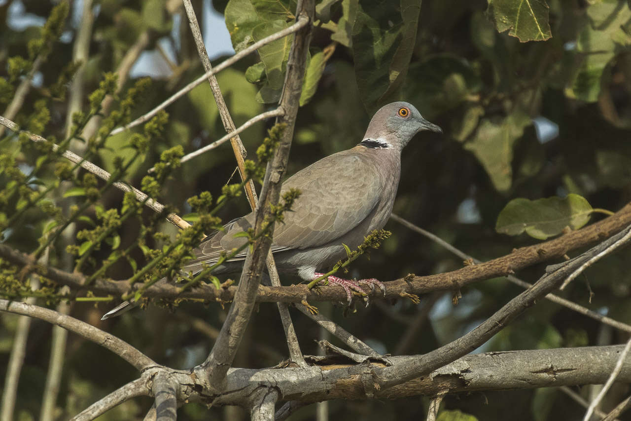 Image of African Mourning Dove