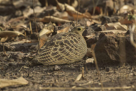 Image of Four-banded Sandgrouse