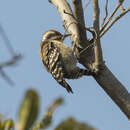 Image of Brown-backed Woodpecker