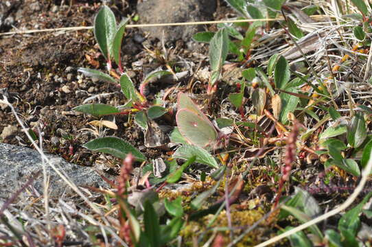 Image of Hecla Sulphur