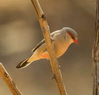 Image of Black-rumped Waxbill