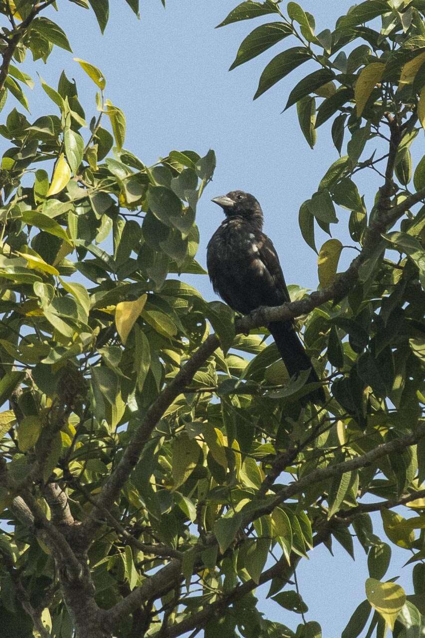 Image of White-billed Buffalo Weaver