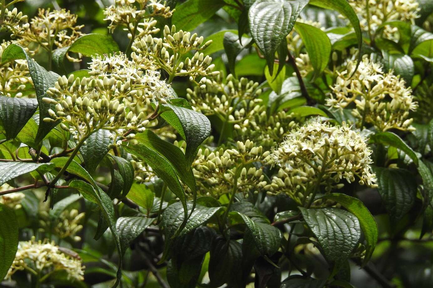 Слика од Cornus excelsa Kunth