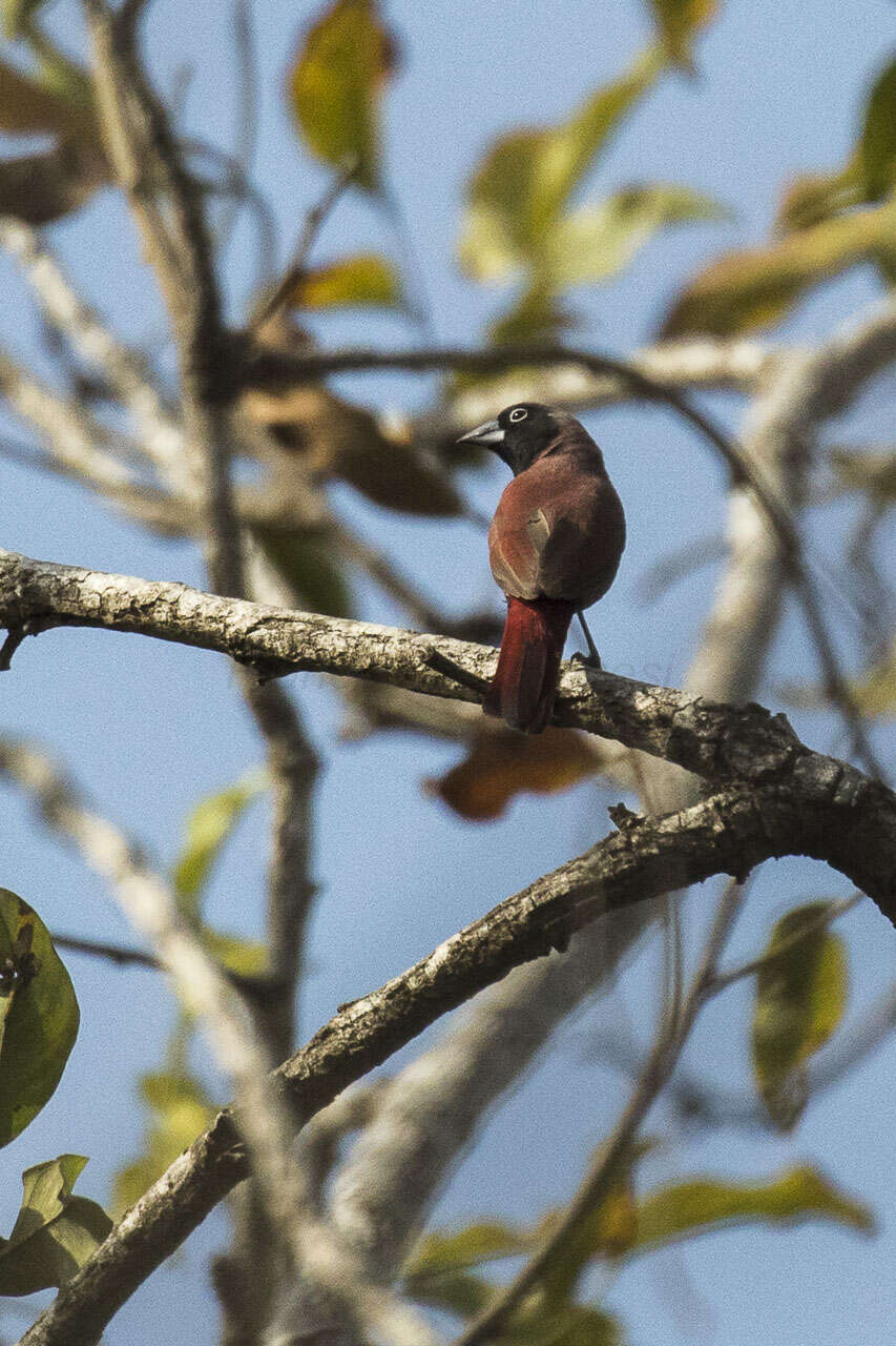 Image of Black-faced Firefinch