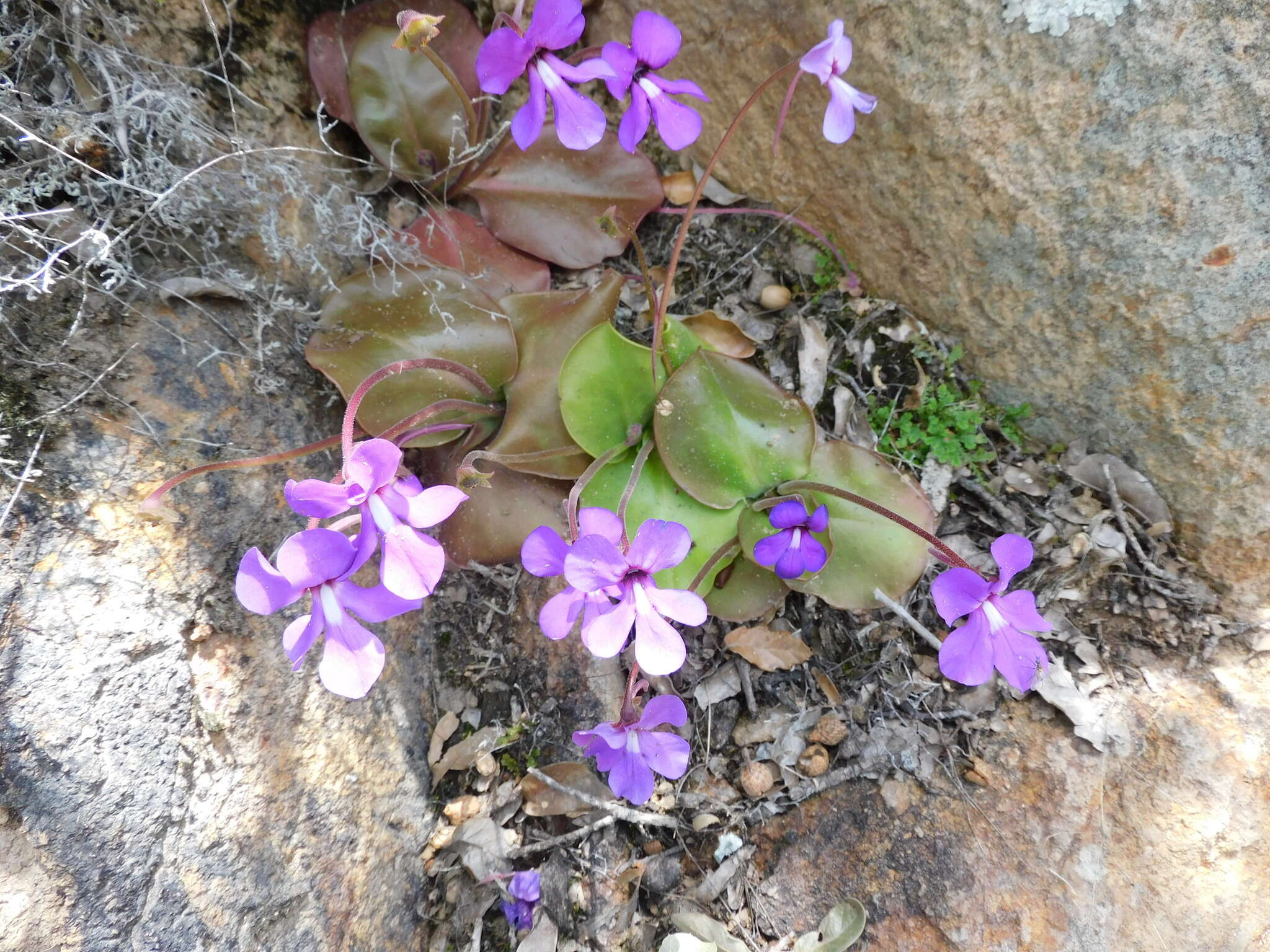 Imagem de Pinguicula macrophylla Kunth