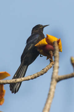 Image of Black Scimitar-bill