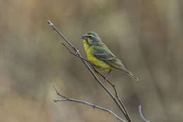 Image of Yellow-fronted Canary