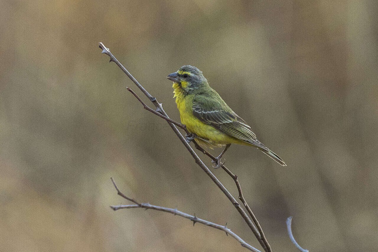 Image of Yellow-fronted Canary