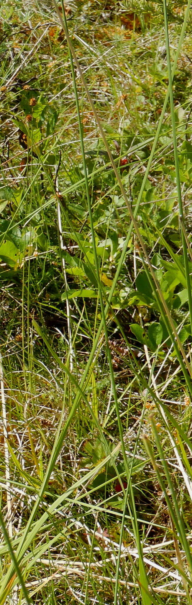 Imagem de Carex capitata Sol.