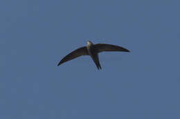 Image of Pallid Swift