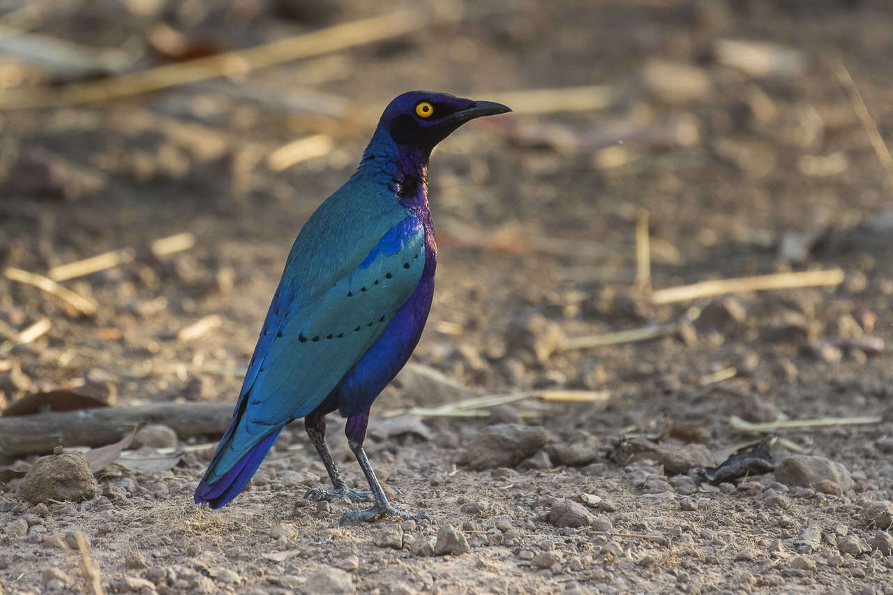 Image of Purple Glossy Starling