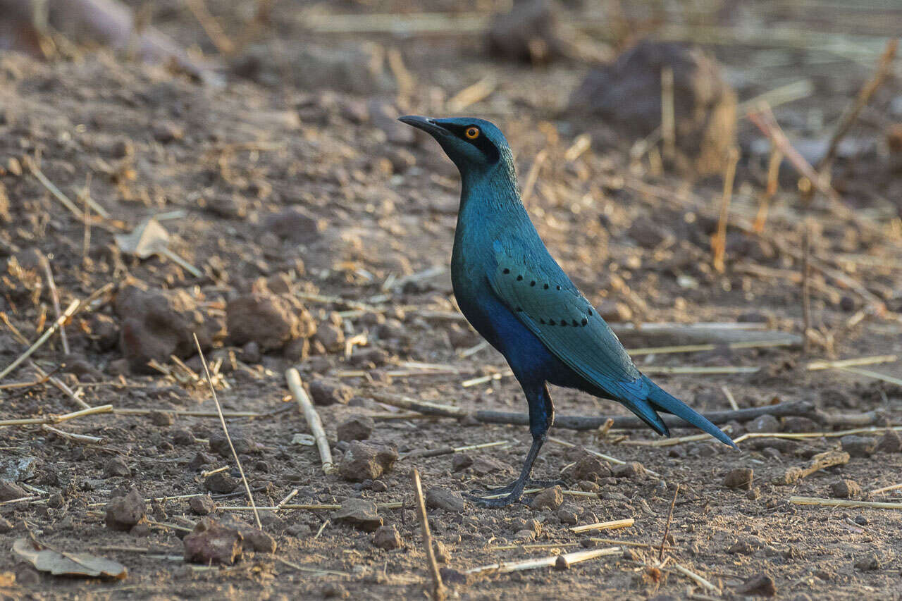 Image of Lesser Blue-eared Glossy-Starling