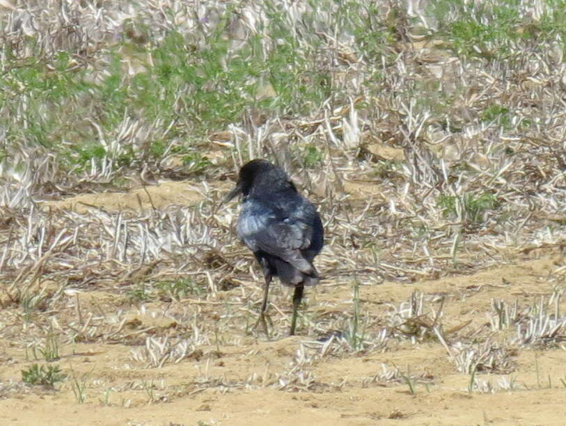 Image of Corvus capensis capensis Lichtenstein & Mhk 1823