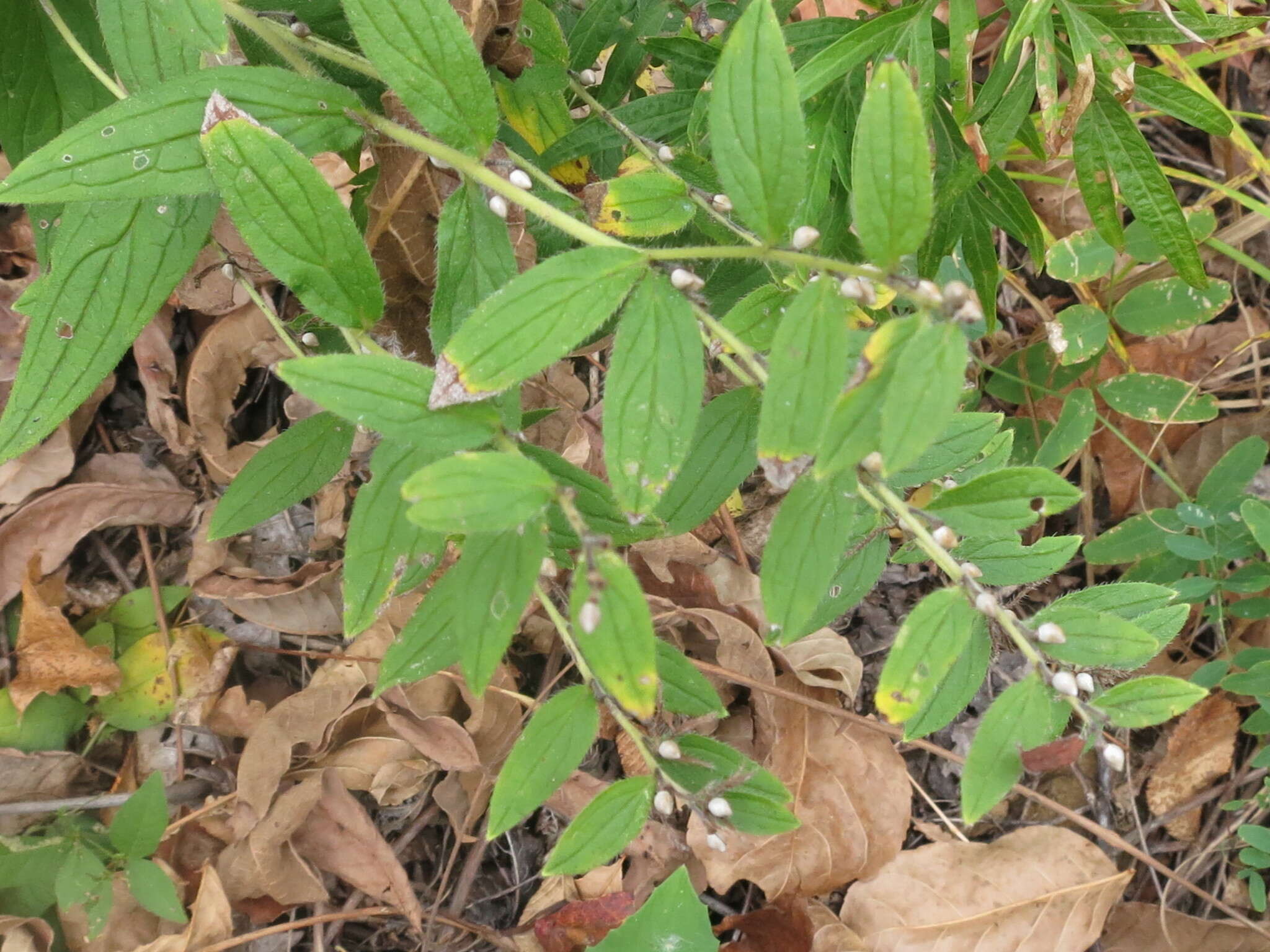 Image of lithospermum