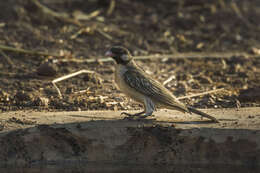 Image of Greater Honeyguide