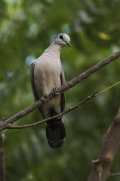 Image of Black-billed Dove