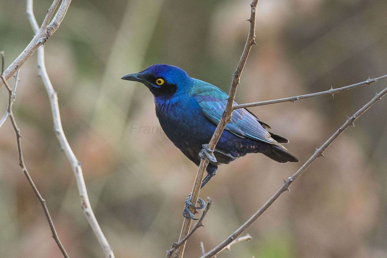 Image of Purple Glossy Starling