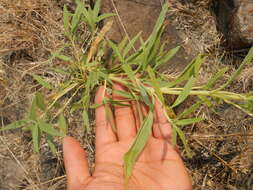 Image of Cusick's sunflower