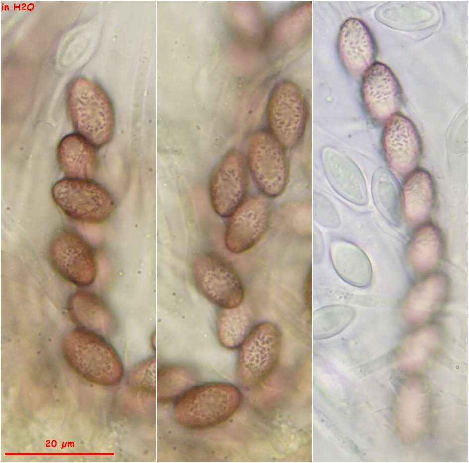 Image de Ascobolus lineolatus Brumm. 1967