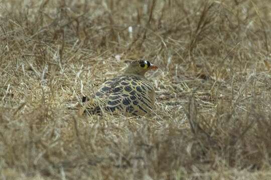 Image of Four-banded Sandgrouse