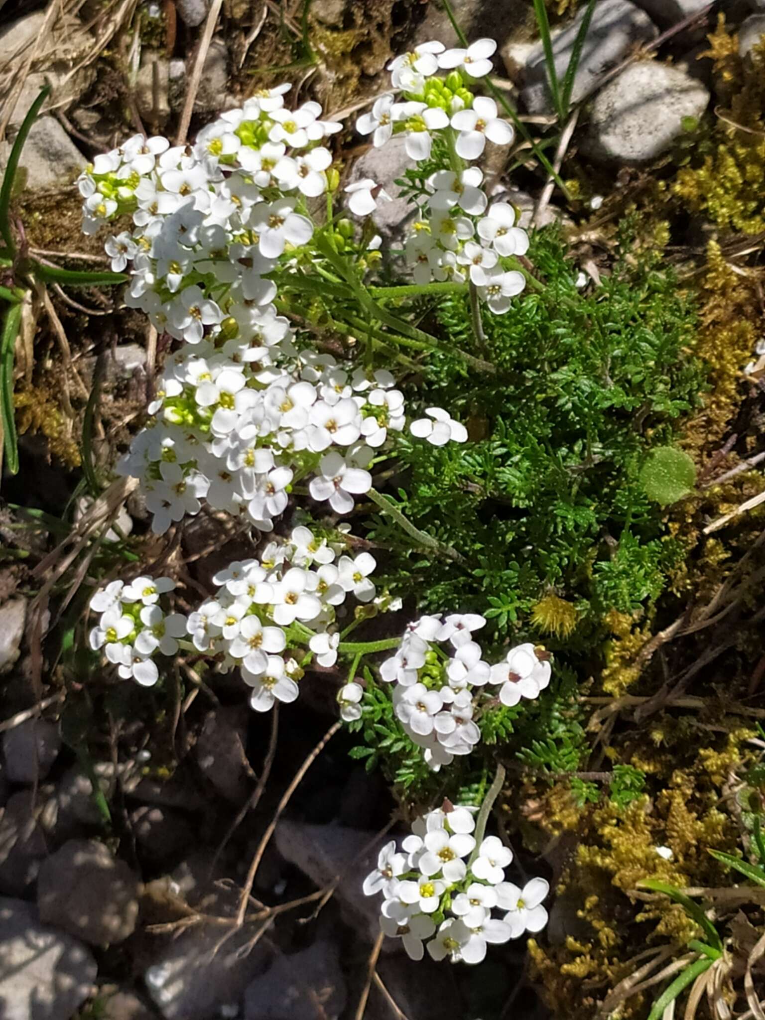 Image of alpine hutchinsia