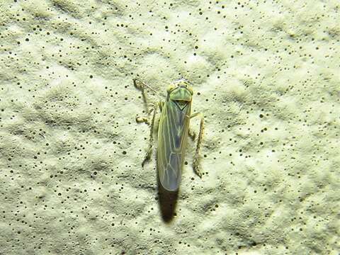 Image of Aster Leafhopper