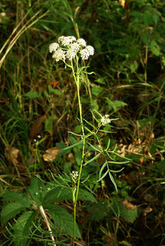 Image of Ostericum maximowiczii (Fr. Schmidt) Kitag.