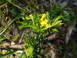 Hibbertia glebosa subsp. glebosa resmi