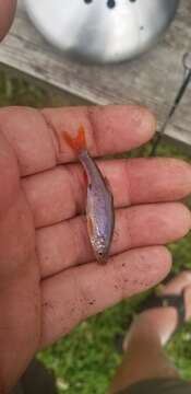 Image of Redfin Shiner