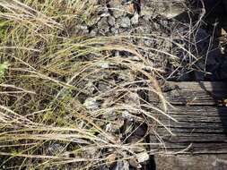 Image of rat's-tail fescue