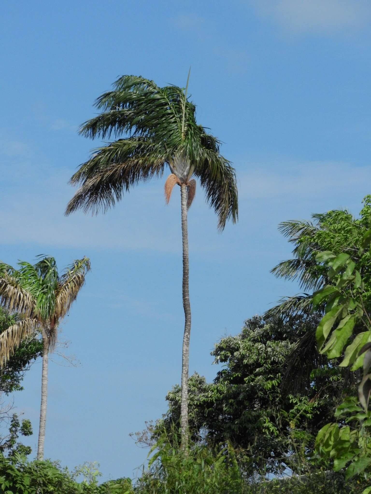 Image de Oenocarpus bacaba Mart.