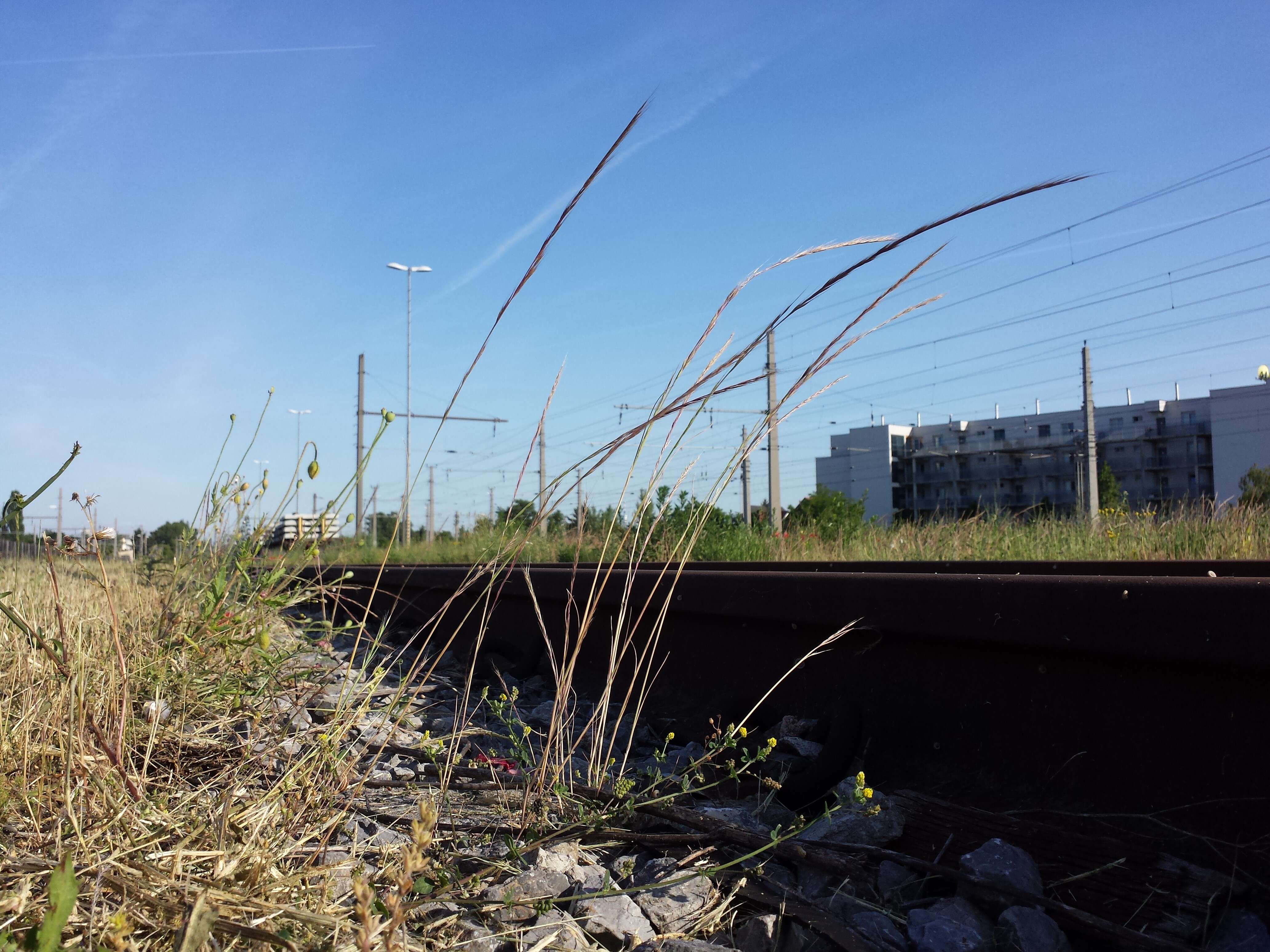 Image of rat's-tail fescue