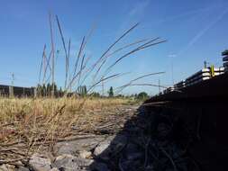 Image of rat's-tail fescue