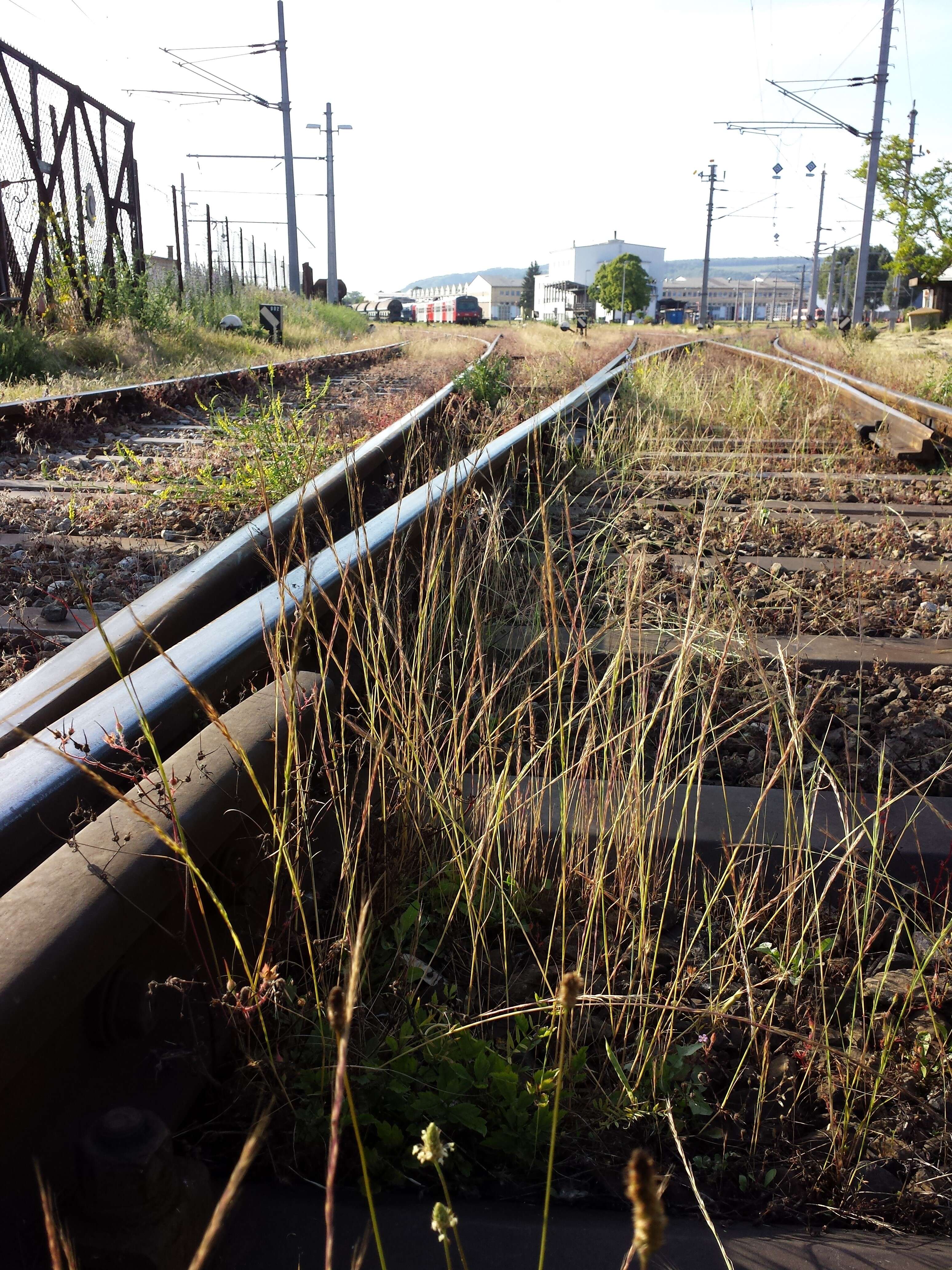 Image of rat's-tail fescue