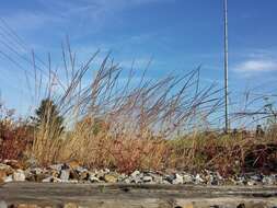 Image of rat's-tail fescue