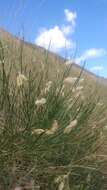 Imagem de Astragalus cusickii A. Gray