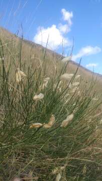 صورة Astragalus cusickii A. Gray