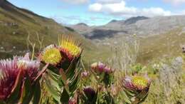 Image of Leucospermum oleifolium (P. J. Bergius) R. Br.