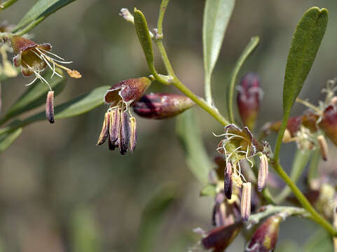 Imagem de Stylobasium spathulatum Desf.