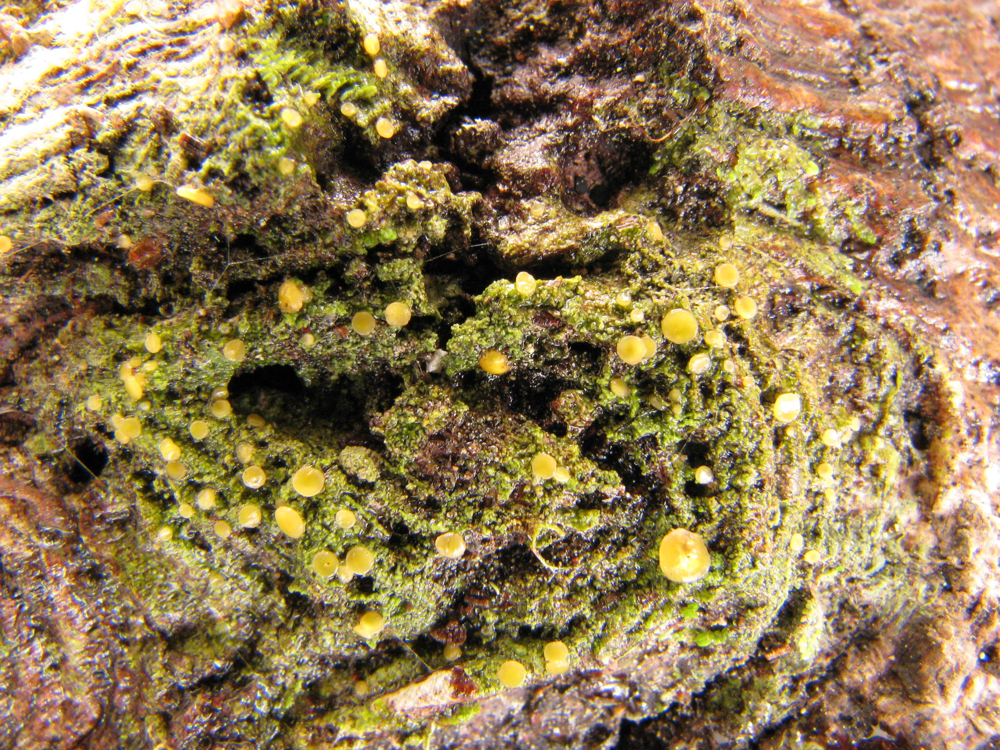 Image of Orbiliomycetes