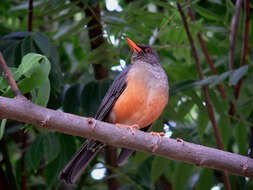 Image of thrushes