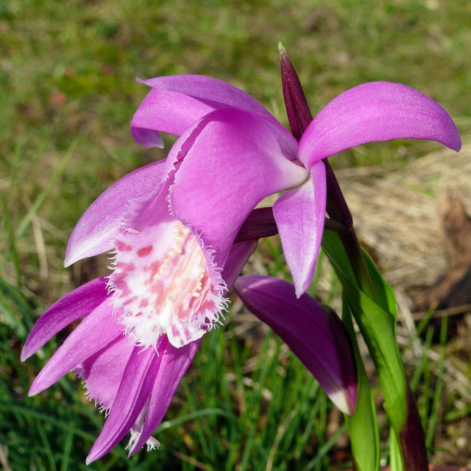 Plancia ëd Pleione