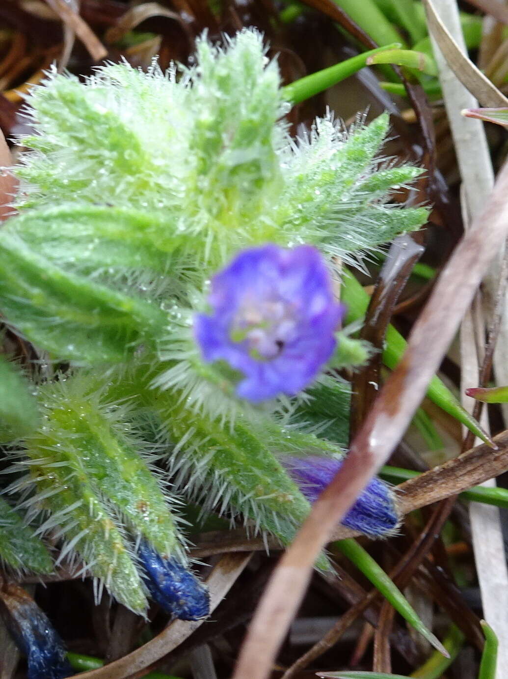 Echium arenarium Guss.的圖片