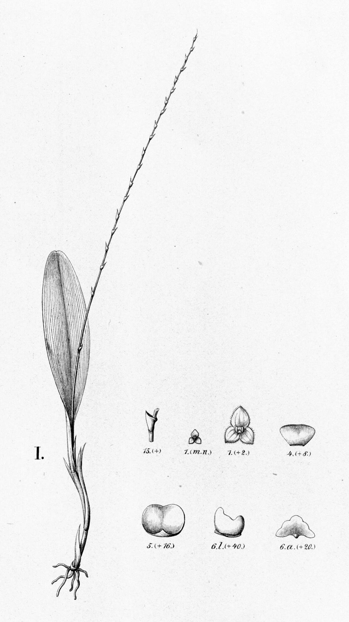 Image of Stelis argentata Lindl.