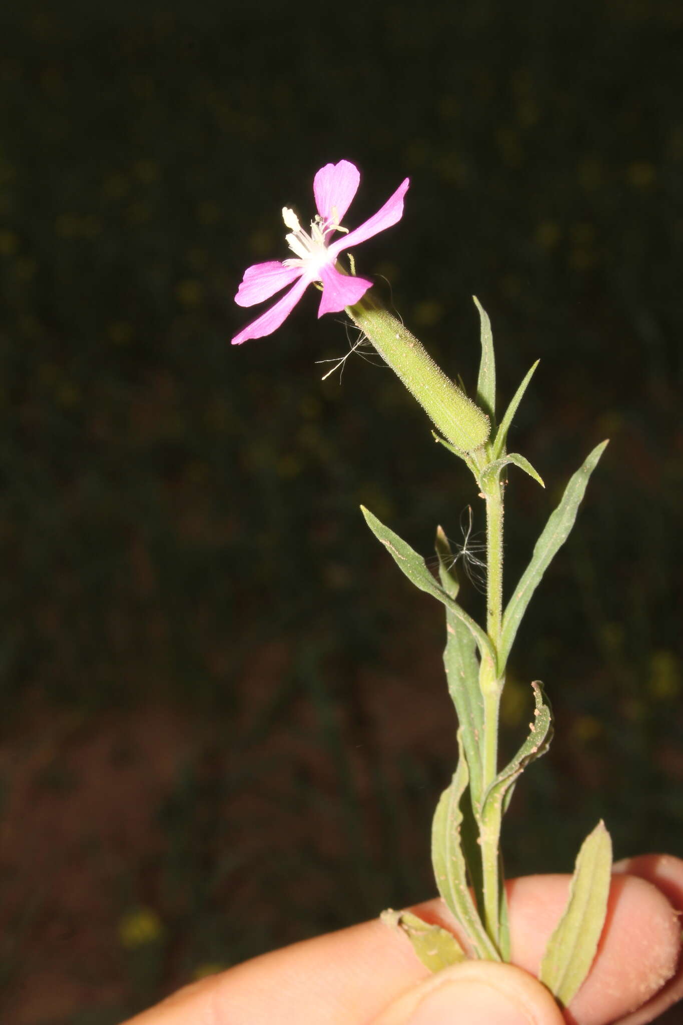 Image de Silene conoidea L.