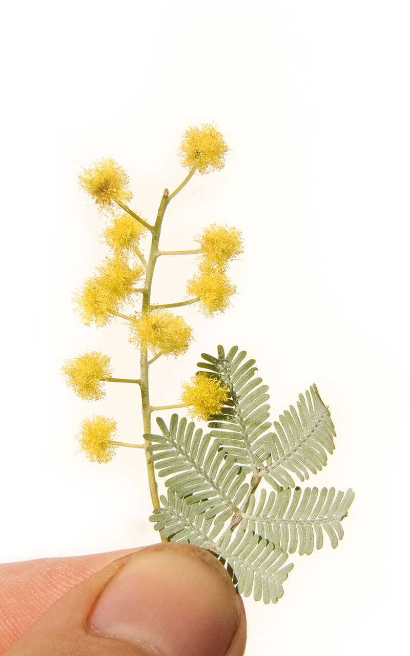 Image of cootamundra wattle