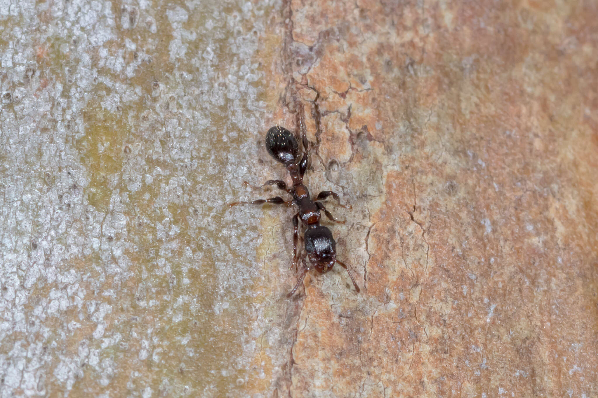 Image de Podomyrma elongata Forel 1895